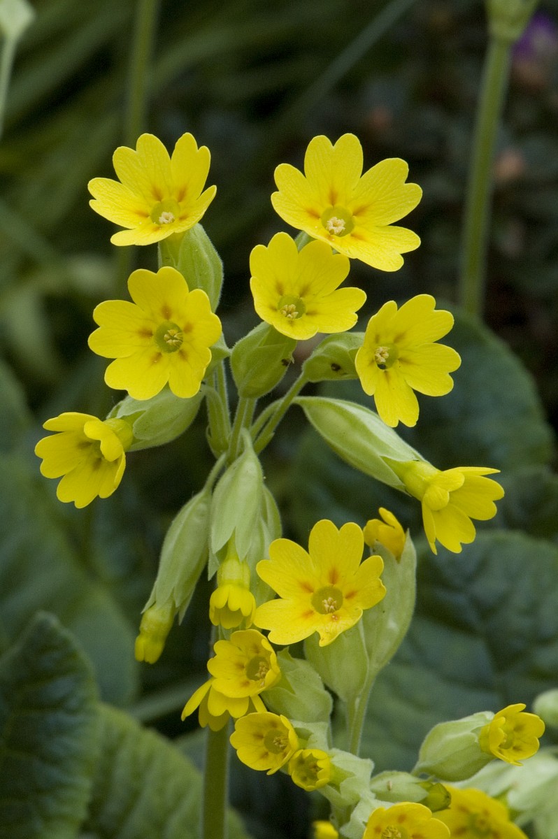 Primula veris, Cowslip